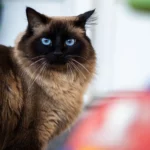 Regard captivant et pelage soyeux : ce félin attend avec sérénité sa future famille, chez Miaouthé Bordeaux. L’adoption vous attend