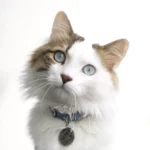 Avec son regard doux et son pelage soyeux, ce chat attend une famille aimante. Il vous attend chez Miaouthé Bordeaux pour une adoption