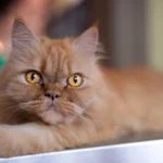 Avec ses yeux ambrés et son allure majestueuse, ce chat attend sa seconde chance. Venez le rencontrer chez Miaouthé Bordeaux