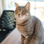 Cette belle tigrée curieuse attend une nouvelle maison pleine d’amour. Venez la rencontrer et l’adopter chez Miaouthé Bordeaux