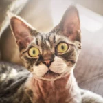 Avec son regard plein de curiosité et son charme unique, cette minette vous attend chez Miaouthé Bordeaux pour une adoption tendre