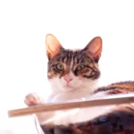 Regard malicieux et museau rose, ce chat attend une famille aimante chez Miaouthé Bordeaux. Venez le rencontrer et craquer !